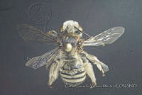 CGVM1211 Melissodes tristis.jpg