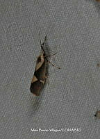 JBV061 Noctuidae.JPG