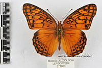 JF018 0362 Euptoieta hegesia meridiania.jpg