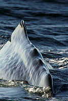 CNS0828 Physeter macrocephalus.jpg