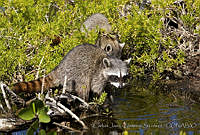 CNS1300 Procyon pygmaeus.jpg