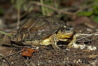 MASM03625 Rhinoclemmys areolata.jpg