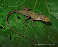 LCM0005 Anolis duellmani.jpg