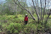 FN005 6 156 Batis maritima.jpg