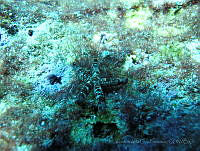 VDLCF0531 Copidaster lymani.jpg