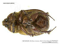 ZJJG0779 Tomarus gibbosus.jpg