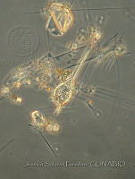 JSP074 Ceratium teres.JPG
