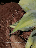 RG016 0529 Agave attenuata.jpg