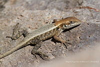 MASM07452 Sceloporus sp..jpg