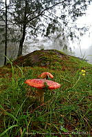 AYZH001 Amanita muscaria.jpg