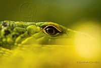 EGP02 Abronia smithi.jpg