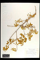 102081 Quercus chihuahuensis.jpg