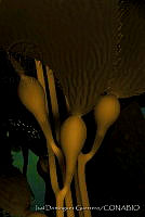 IDG0233 Macrocystis pyrifera.jpg