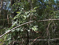 EMMS0026 Attilaea abalak.jpg