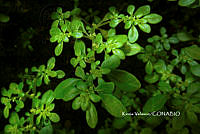 ME010 KV 01539 Pilea microphylla (L.) Liebm., 1851_.JPG