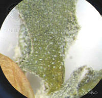 SL2690 Atriplex suberecta.jpg