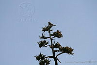 LCV0008 Falco sparverius.jpg