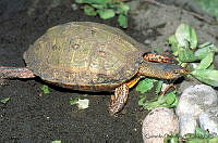 GC0088 Rhinoclemmys pulcherrima.jpg