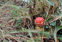 IMDOC Hong 0089 Amanita sp..jpg