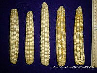 SinOPV259 Zea mays.jpg