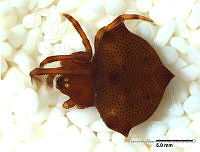 FAP0613 Phoroncidia sp..JPG