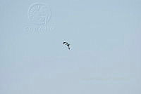 HJ6- 1107- Pandion haliaetus.jpg