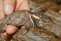 JCC0479 Sceloporus torquatus.JPG