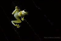 RLM02 Agalychnis dacnicolor.jpg