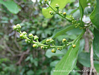 MEGA 0498 Bunchosia biocellata.JPG