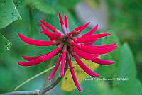 RG055 0090 Erythrina americana.jpg
