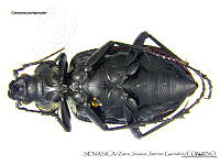 ZJJG0147 Calosoma peregrinator.jpg