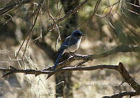 IE003 0060 Aphelocoma ultramarina.jpg