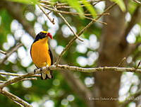 RSA0033 Euphonia hirundinacea.jpg