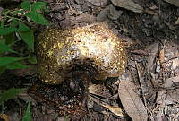 DK0736 Fungi.jpg