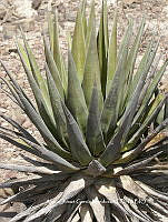 AJGM0262 Agave triangularis.JPG