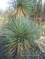 IRR 1309 Yucca mixtecana.jpg
