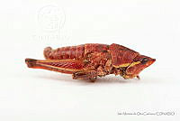IMDOC3415 Acrididae.jpg