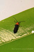 VHHT010 Phaea maxima.jpg