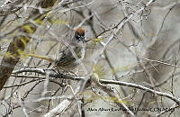 AAKVDH 0101 Pipilo chlorurus.JPG