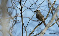 AAKVDH 0338 Myiarchus nuttingi.JPG