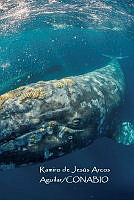 MN6FS 0061 Eschrichtiidae.jpg