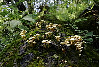 TFC01 Agaricales.jpg