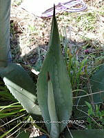 RG016 0672 Agave inaequidens.jpg