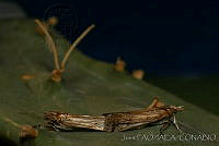 OIEA0002 Cactoblastis cactorum.jpg