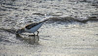 LCF 0484 Calidris alba.jpg