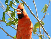 MCS IM0016 Cardinalis cardinalis ssp. Mariae.jpg