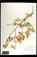 102081 Quercus chihuahuensis.jpg