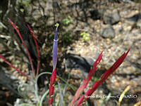 MRG-2017-311 Tillandsia caput-medusae (MRG-7jul17-f).JPG
