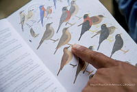 MASM07246 Yucatán, México.jpg