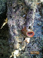 NBA0072 Palythoa ignota.JPG